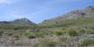 Puig de Ses Vinyes