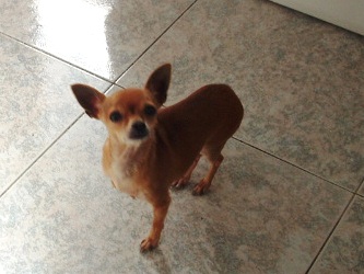 Chihuahua