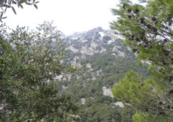 Puig Ali
