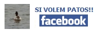 Si volem patos