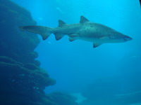 tiburon